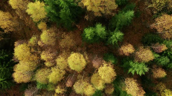 RISING AERIAL PLAN VIEW of an autumnal forest with birch and spruce