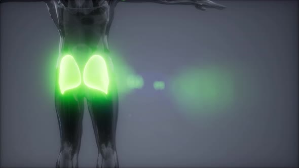 Selected Muscle Anatomy Map alt