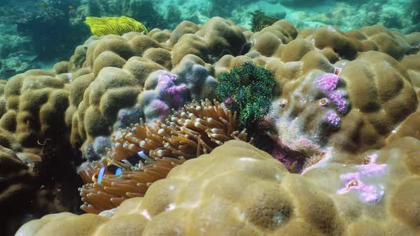 Coral Reef and Fishes Underwater