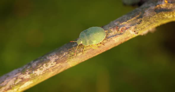 Forest Green Shield Bug Palomena Prasina Green Stink Bug is a Species of Shield Bug