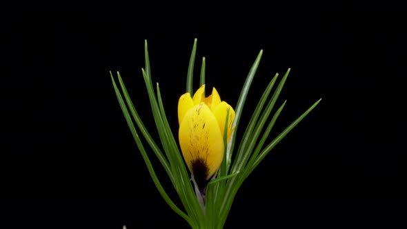 Timelapse of Growing Yellow Crocus Flower