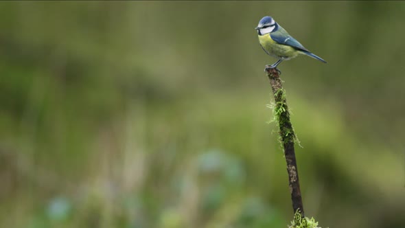 Eurasian Blue Tit flies up and perches at the top of a mossy branch. The bird looks around for food
