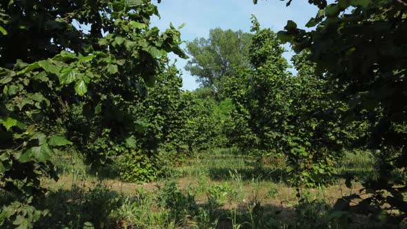 Hazelnut agriculture organic cultivation field in Langhe, Piedmont