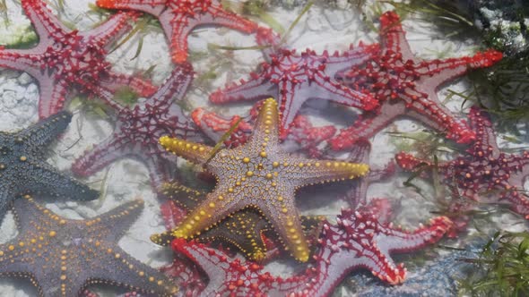 Lot of Colorful Starfish Lies in a Natural Coral Aquarium on the Ocean Shore