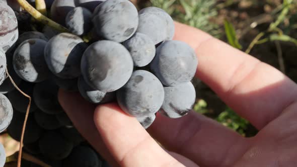 Checking autumn grapes on a vines 4K footage