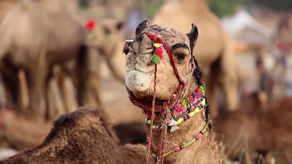 Camels at the Pushkar Fair, Also Called the Pushkar Camel Fair or Locally As Kartik Mela