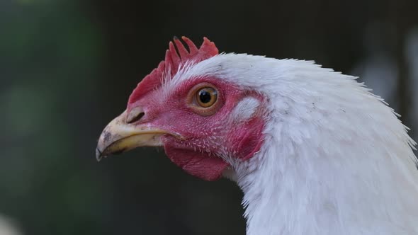 Chicken Head Closeup