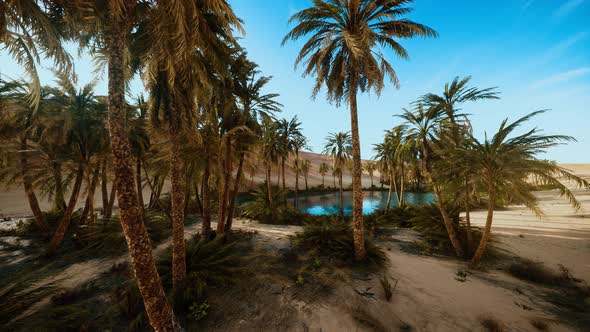 Oasis with Palm Trees in Desert