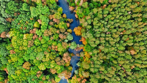 Autumn forest and river. Aerial view of wildlife in Poland