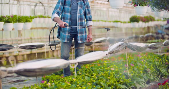 Pesticide Sprayed on Flowering Plants at Greenhouse