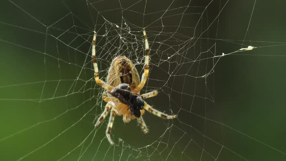 Spider And Prey