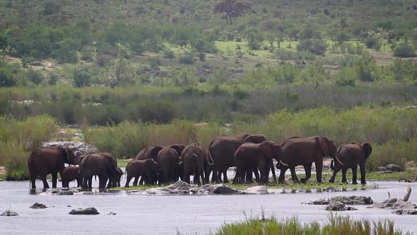 African bush elephant in Kruger National park, South Africa