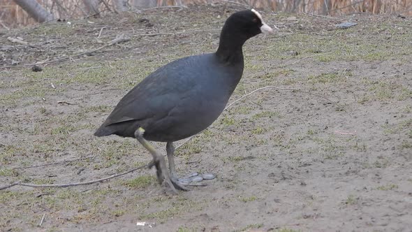 Big-footed Black Eurasian Coot Waterfowl Walking on Land