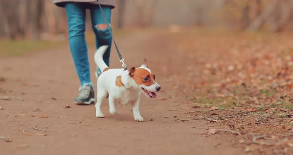 Little Cute Dog Runs on a Leash and Wags Its Tail. Portrait View.