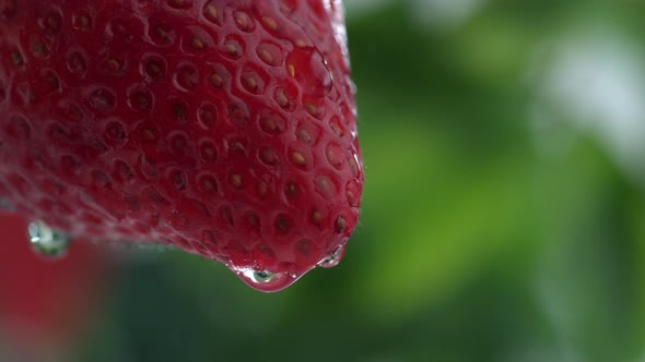 Extreme close-up of water drip on strawberry in slow motion; shot on Phantom Flex 4K at 1000 fps alt