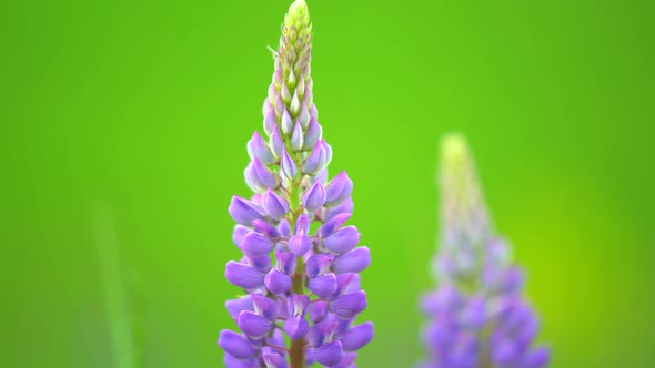 Purple Lupine Flowers on a Field on a Summer Day