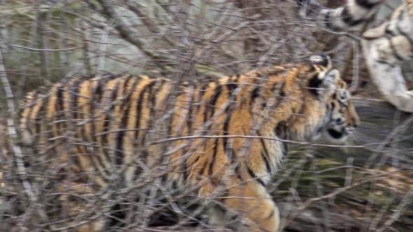 Siberian tiger, Panthera tigris altaica