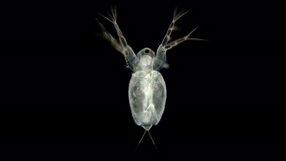 Plankton Dweller Ponds Branchiopoda Crustacea Moina Macrocopa Under a Microscope