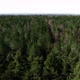 Rising Over Wild Forest - VideoHive Item for Sale