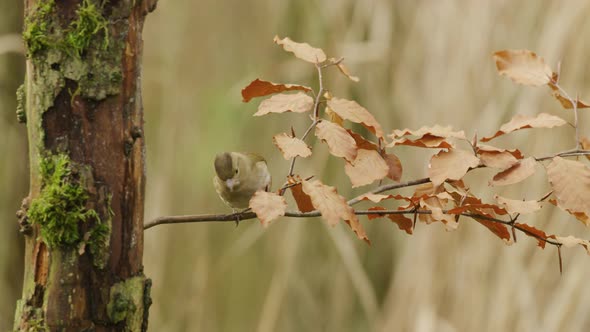 close up of slow motion female eurasian sparrow in Holland lands on a tree branch in autumn, static