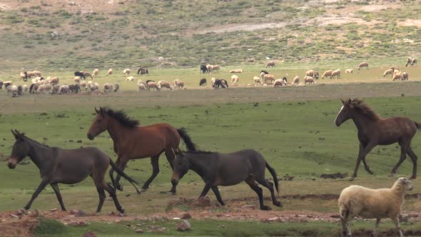 Wild Horses and Mules Herd Running