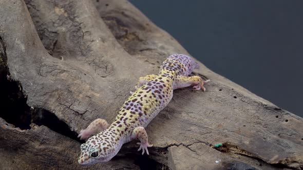 Leopard Gecko Standard Form, Eublepharis Macularius on Wooden Snag at Black Background