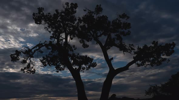 Clouds Behind Twisted Juniper Tree Silhouette Sedona Arizona Timelapse Zoom In