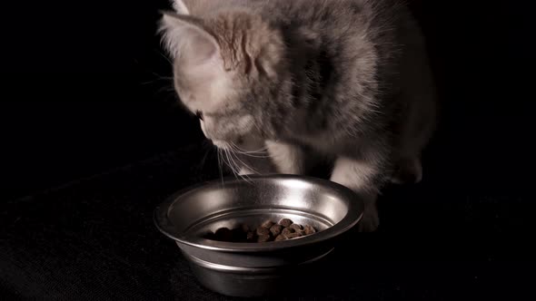 Scottish Straight Kitten Eating Food From A Bowl