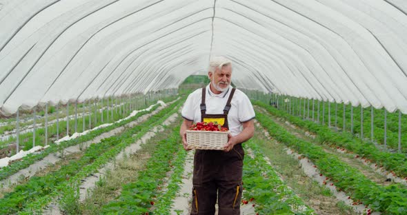 Grey Haired Gardener Carrying Basket with Ripe Strawberries