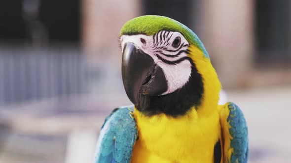 Close Up Of Adorable Blue-and-gold Macaw Looking And Posing At The Camera. - handheld