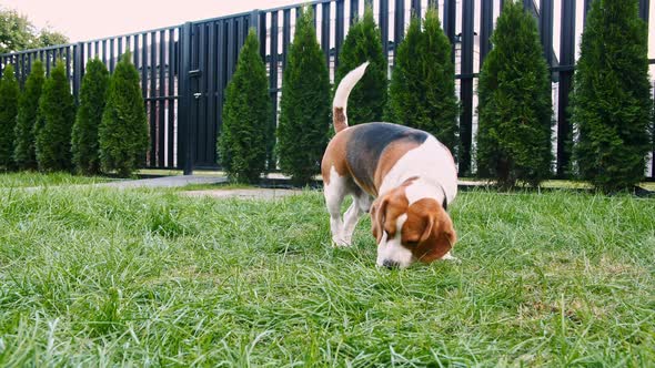 Cute Dog Beagle Sniffed Something at Grass Outdoors Search Around