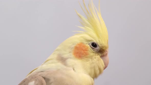 Portrait of a Yellow and Gray Corella Parrot Sitting on a Branch on a White Background