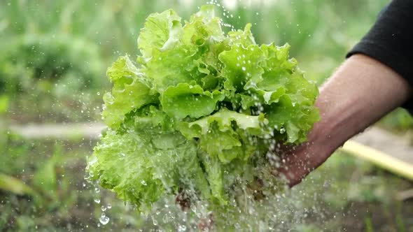 Close-up View of a Male Hand Holding Fresh Green Lettuce Leaves and Watered with a Stream of Clear