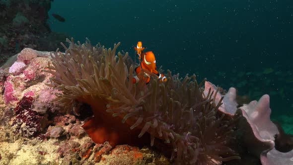 Clow fishes swimming in their sea anemone on a tropical coral reef