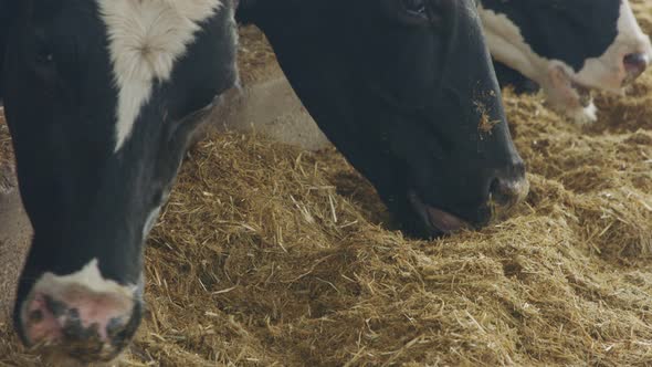 Cows eating Silage in a large dairy farm, milk production