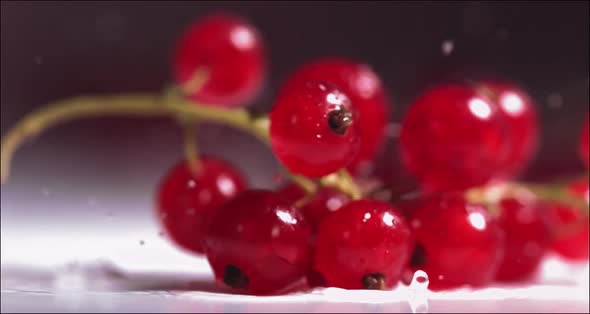 Closeup View of Falling Red Currant Berries on White Plate