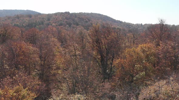 Sabaduri Mountain, Autumn forest, Georgia