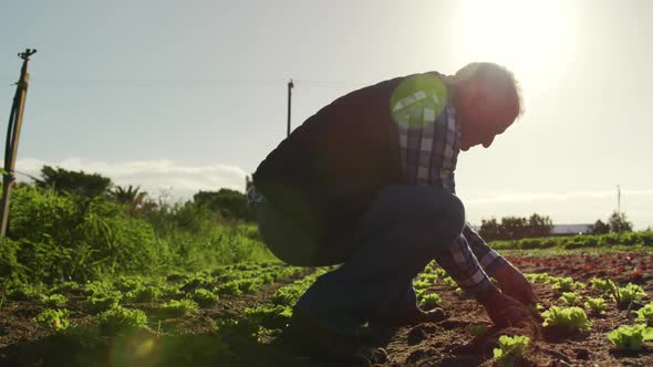 Mature man working on farm