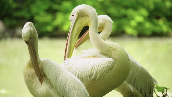 Pelican on the Lake. Close-up.