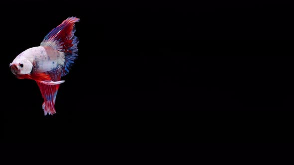 Multi color Siamese fighting fish