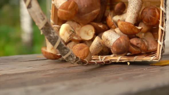 Close-up of Basket Full of Freshly Picked Mushrooms Falling on a Wooden Table