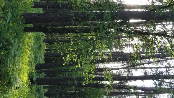 Vertical Video of a Forest with Pine Trees