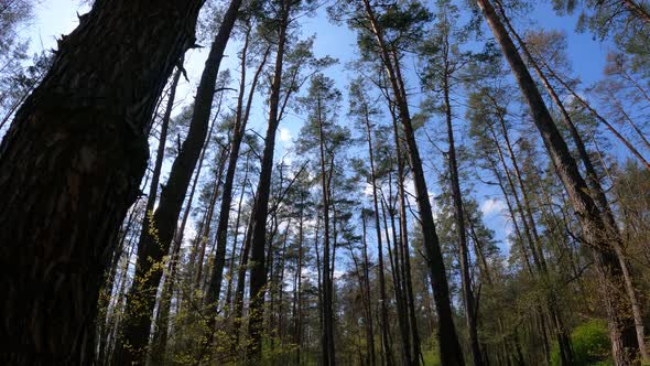 Walking Through the Forest with Pine Trees During the Day POV Slow Motion