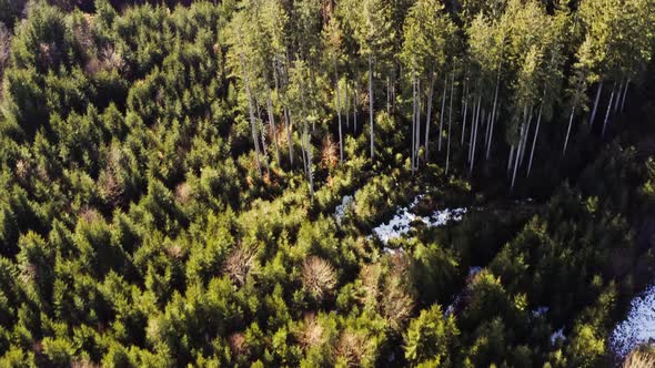 Smooth flight over parts of a forest with some snow on the ground, bare trees and green conifer tree