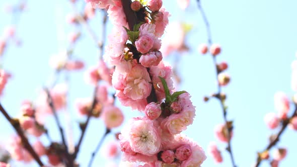 Blossom Pink Sakura