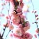 Blossom Pink Sakura - VideoHive Item for Sale