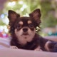 cute little black chihuahua dog cloth sit relax casual smiling happiness cheerful on sofa couch - VideoHive Item for Sale