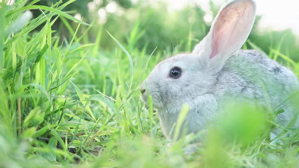 Cute Fluffy Light Gray Domestic Rabbit with Big Mustaches Ears Eats Young Juicy Green Grass Bright