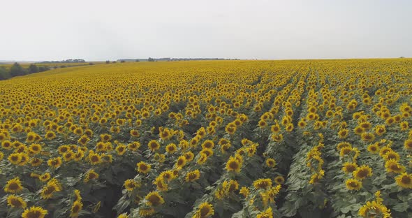 Aerial view of a sunflower field