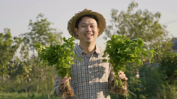 Happy Asian farmer harvest fresh vegetables at his farm.